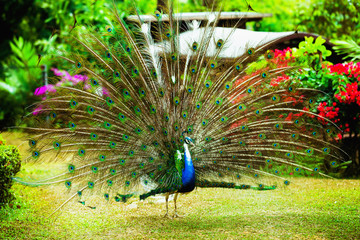 Obraz premium Closeup image of a beautiful blue peacock in park 