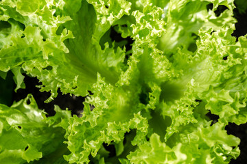 Erntefrischer Salat im Freilandanbau