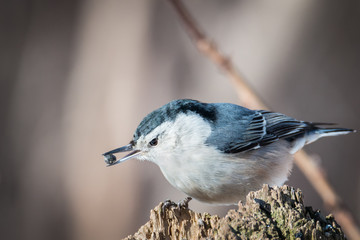 THE WHITE BREASTED NUTHATCH - SITTA CAROLINENSIS