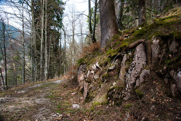 Pathway through the spring forest