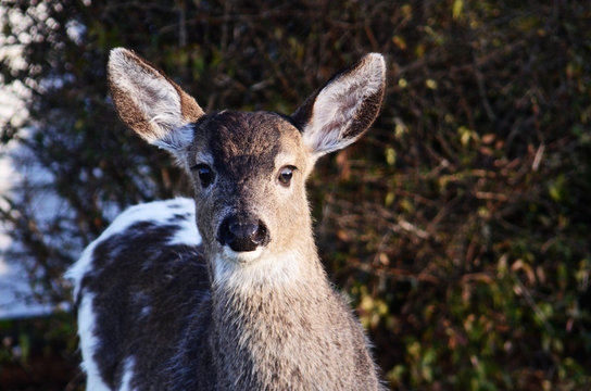 Fototapeta Black-tailed deer fawn with piebald fur looking directly at camera.