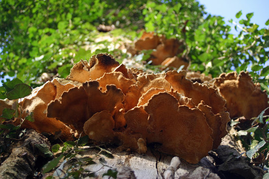 Bracket fungus on tree