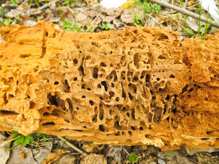 Rotting trunk