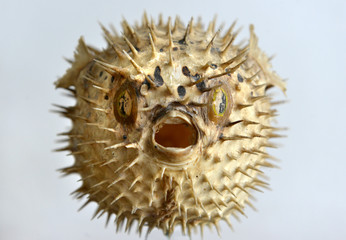 Puffer fish skeleton © Peter Cripps