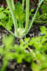 Kohlrabi Jungpflanze 