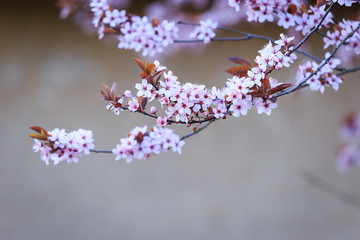 Blossoming branch with with flowers of Prunus cerasifera