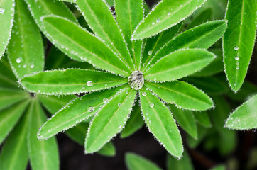 Drops of dew on leaves