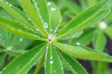 Drops of dew on leaves
