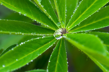 Naklejka na ściany i meble Drops of dew on leaves