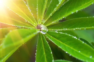 Fototapeta na wymiar Drops of dew on leaves