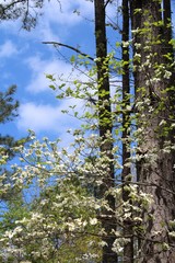 Obraz premium spring woods