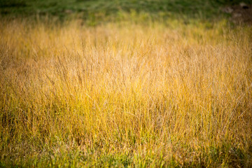 Obraz premium Tall grass thickets background