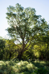 trees