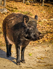 WILD BOAR - SUS SCROFA