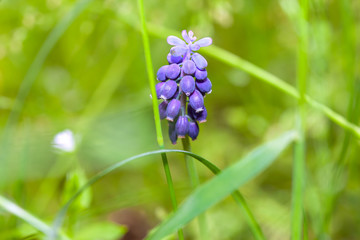muscari armeniacum flower on green background