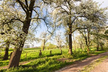 Blütenpracht im Frühling
