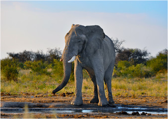 Fototapeta na wymiar Elefantenbulle am Wasserloch 
