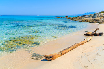 Tree trunk on beautiful Saleccia beach, Corsica island, France