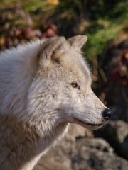 WOLF - CANIS LUPUS PORTRAIT