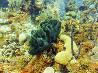 Green Sponge in Grand Cayman