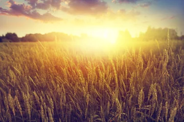 Photo sur Plexiglas Campagne Wheat field at sunset.
