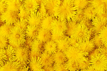Yellow floral background with a lot of dandelions