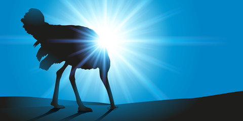 Autruche - tête dans le sable © pict rider