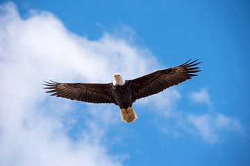 Obraz premium Bald Eagle in Flight
