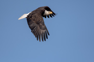 An American Bald Eagle flying around on a beautiful day.