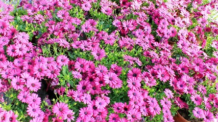 African Daisy (Osteospermum Ecklonis) with Green Leaf Background