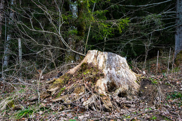 Tree root in the forest