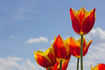 Red and yellow tulips against a blue, partly cloudy sky.