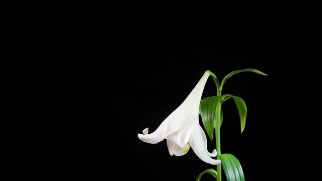 Time lapse sequence of white lily withering dying on black background.