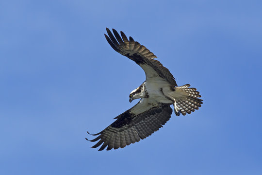Beautiful osprey in the sky.