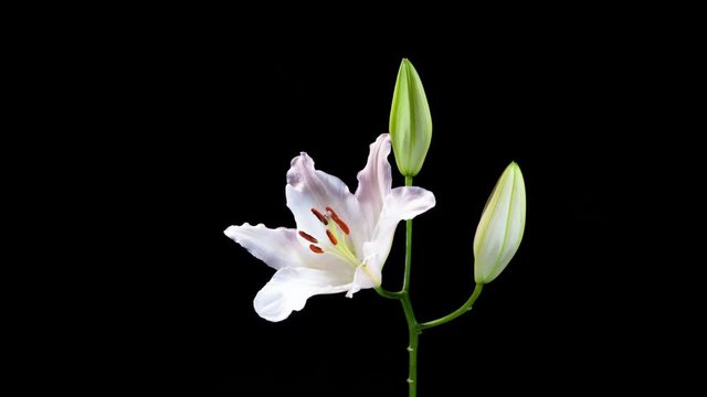 Time lapse video of bunch of white lilies opening on black background.