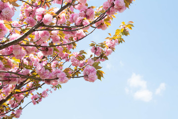 Double-flowered cherry tree