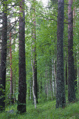 Fototapeta premium Forest in Finland at summer