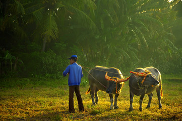 Before The Race - JEMBRANA, BALI, INDONESIA-AUGUST 14, Makepung is the name of a buffalo grand prix...