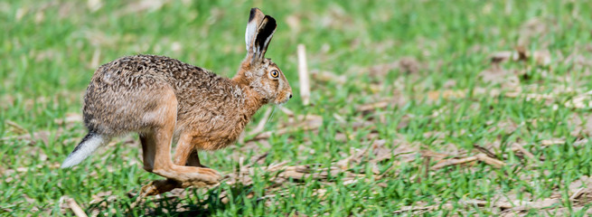 Feldhase (Lepus europaeus) Dynamik im Sprint