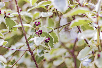 Abstract background texture of flowers and leaves