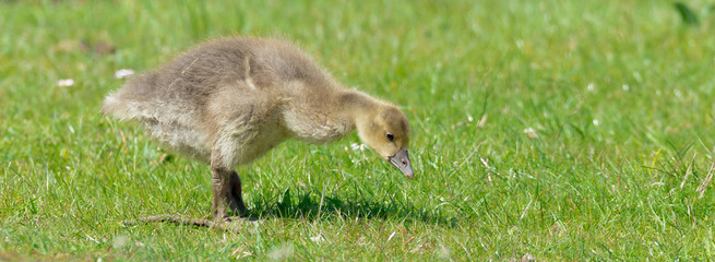Graugans Gans (Anser anser) Küken