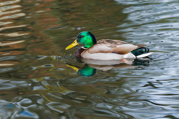 Obraz premium Stockente (Anas platyrhynchos) Erpel im Wasser schwimmend