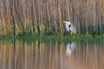 Graureiher (Ardea cinerea) in seinem Jagdgebiet am Teich Porträt