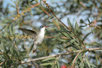 El colibrí está volando y acercándose a la flor.