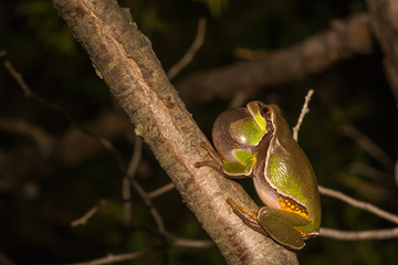 Obraz premium Pine Barrens Treefrog