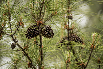 Fototapeta premium Pine Cones in Tree