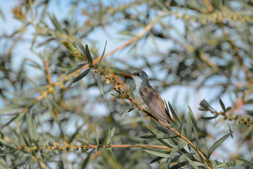 El colibrí pica la planta y descansa.