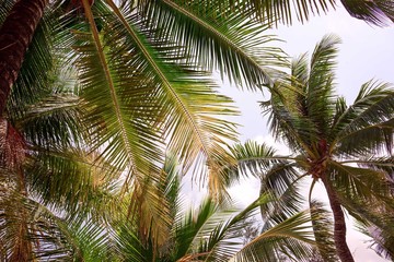 Fototapeta premium Palm leaves on sky background