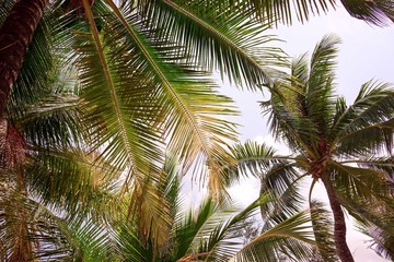 Fototapeta na wymiar Palm leaves on sky background