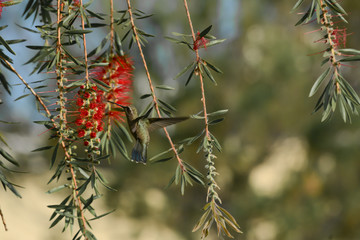 El colibrí está a punto de picar la flor. © jesuschurion57